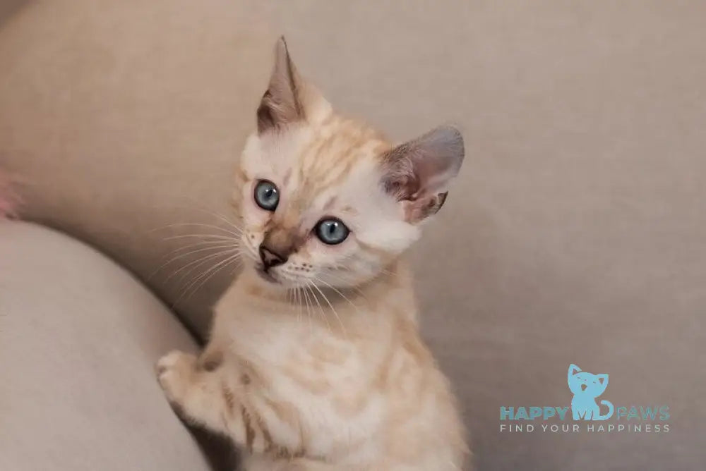 Kiwi Bengal female seal lynx pointed live animals