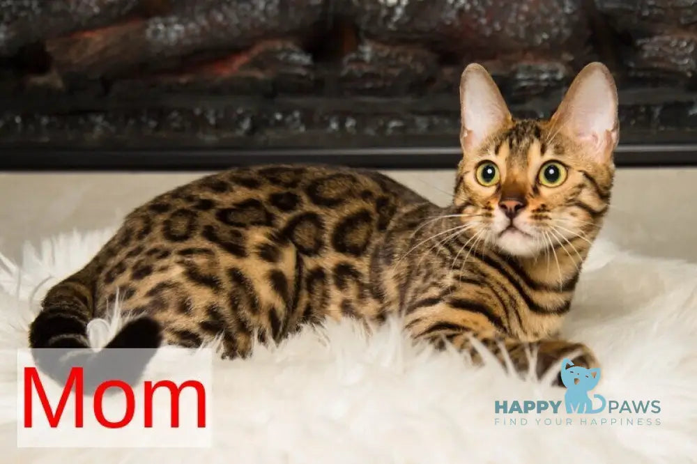 Kiwi Bengal female seal lynx pointed live animals