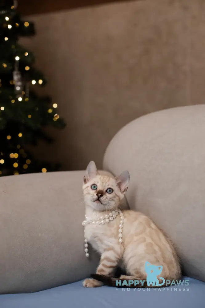Kiwi Bengal female seal lynx pointed live animals