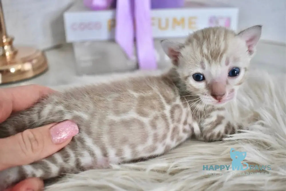 Kiwi Bengal female snow mink live animals