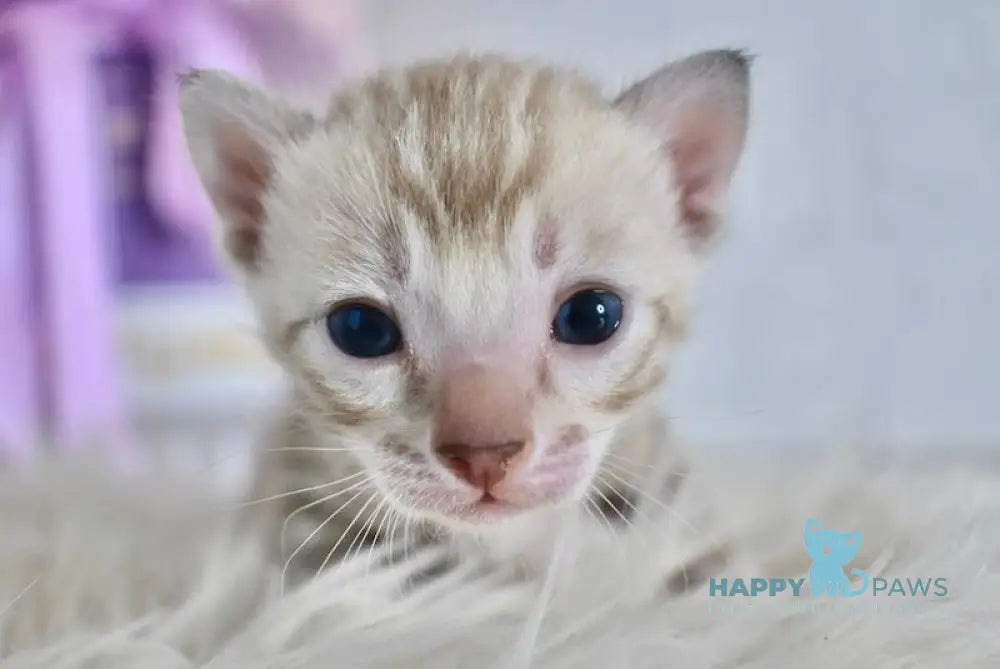 Kiwi Bengal female snow mink live animals
