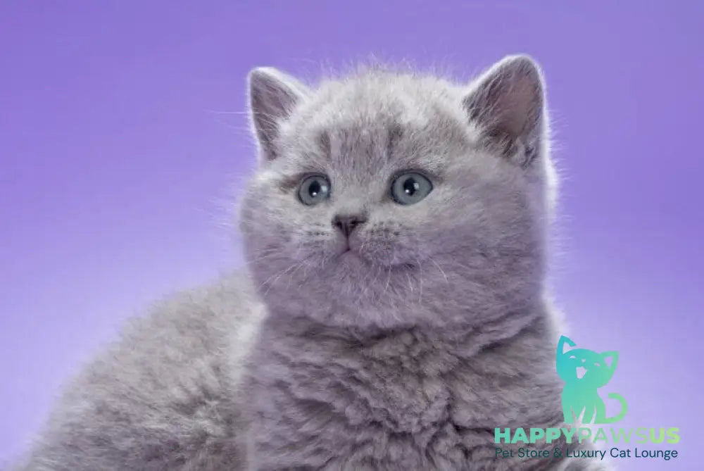 Kiwi British Shorthair male blue live animals