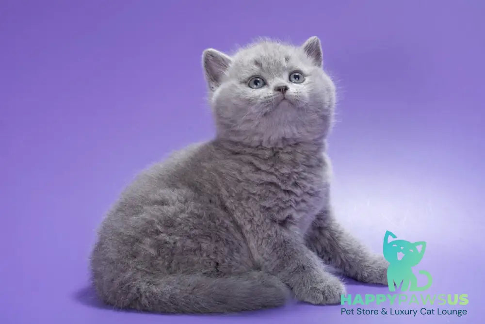 Kiwi British Shorthair male blue live animals