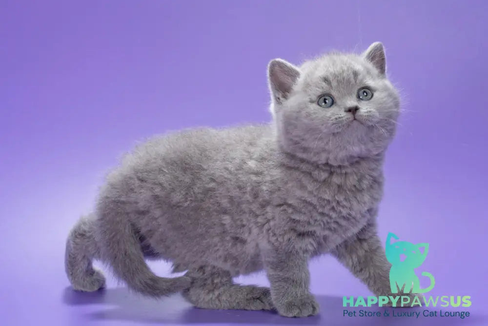 Kiwi British Shorthair male blue live animals