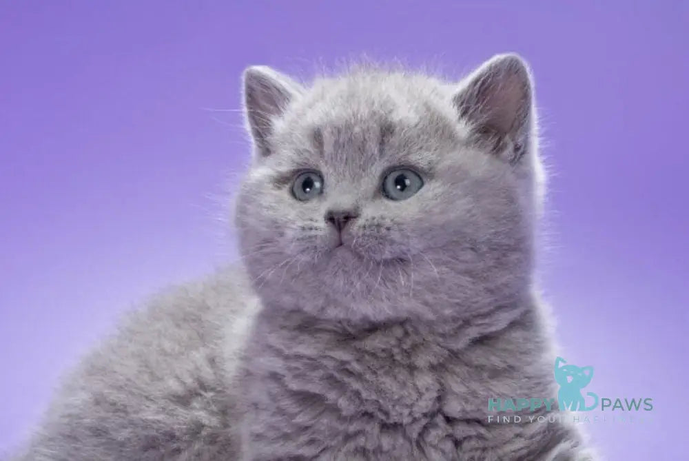 Kiwi British Shorthair male blue live animals