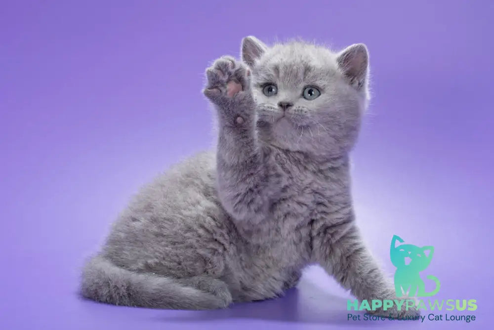 Kiwi British Shorthair male blue live animals