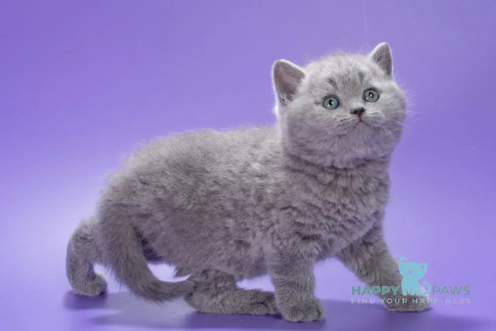 Kiwi British Shorthair male blue live animals