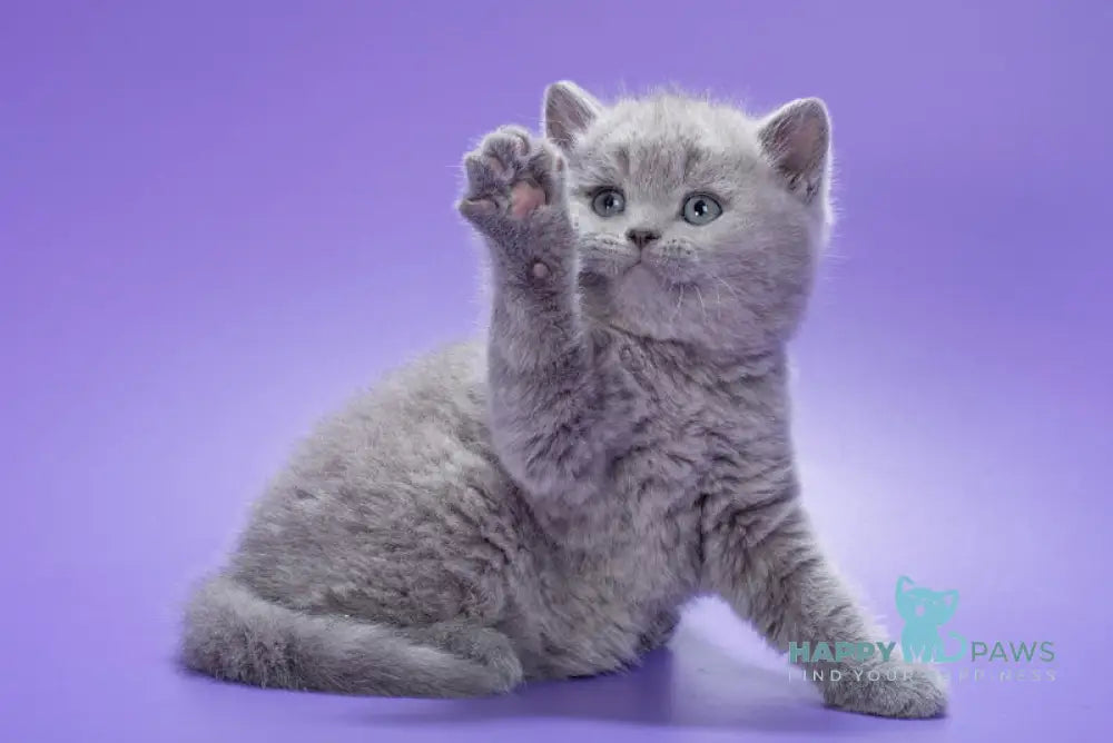 Kiwi British Shorthair male blue live animals