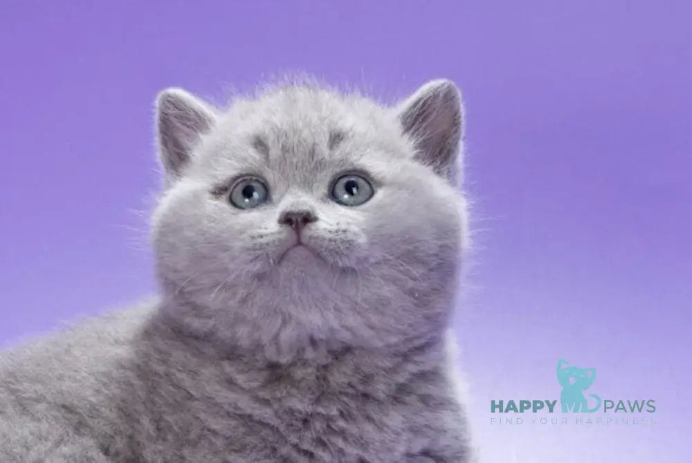 Kiwi British Shorthair male blue live animals