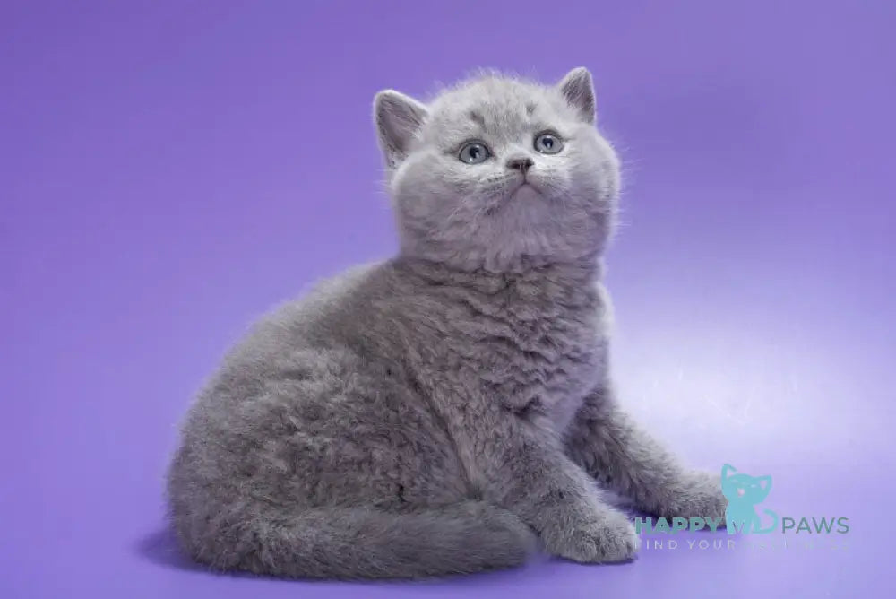 Kiwi British Shorthair male blue live animals