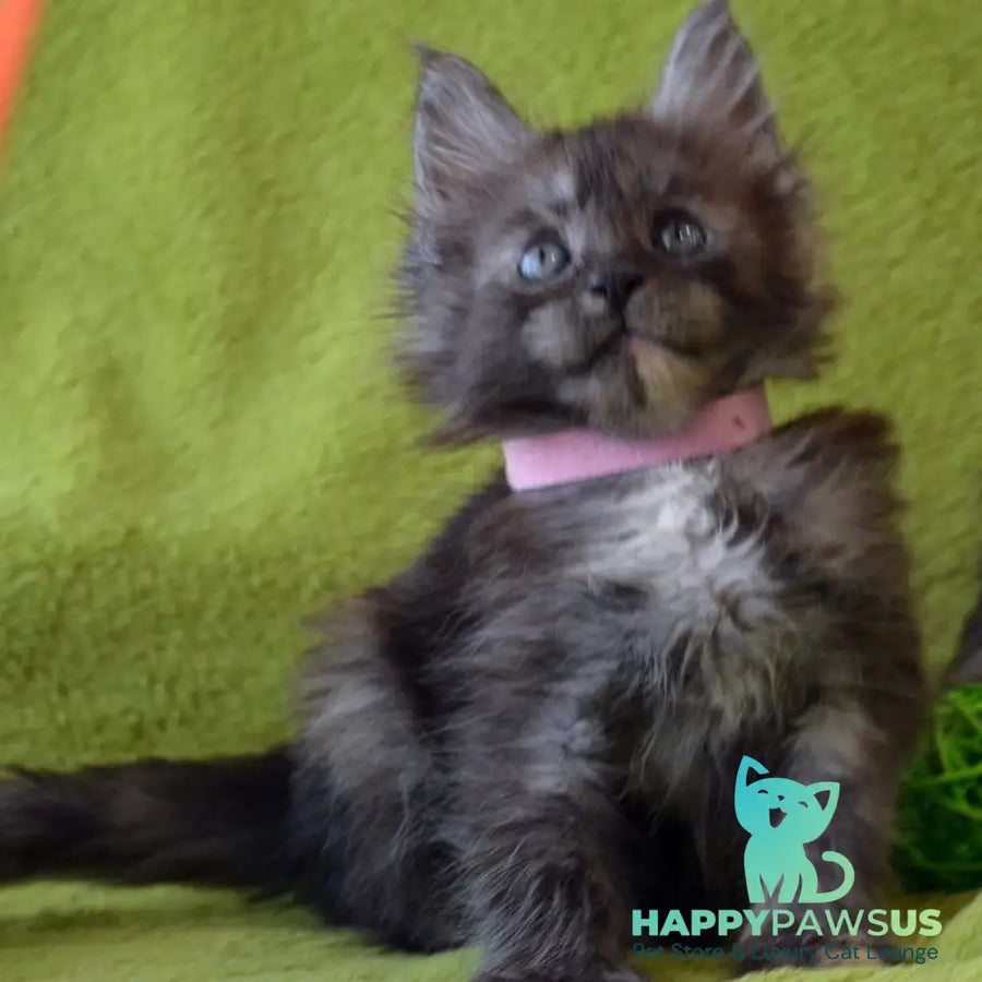 Kiwi Maine Coon female black tortie silver - live animals