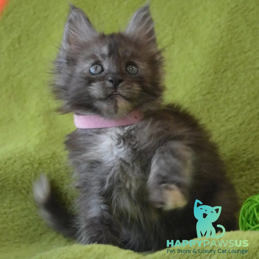 Kiwi Maine Coon female black tortie silver - live animals
