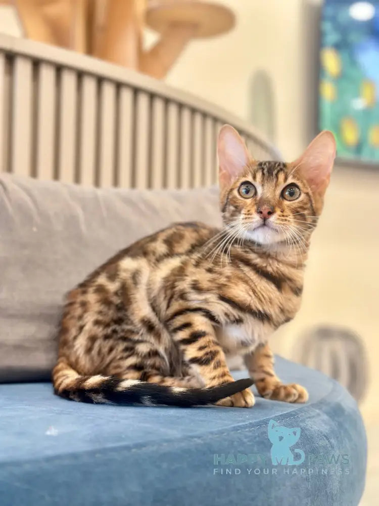 Kiwin Bengal male black spotted tabby live animals