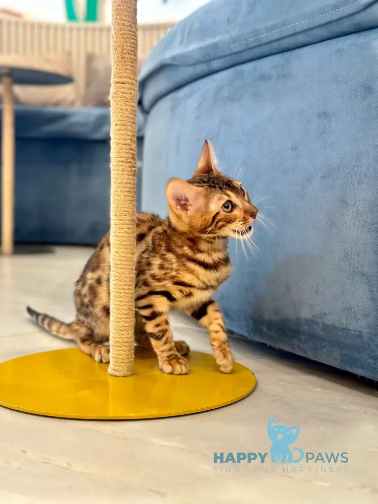 Kiwin Bengal male black spotted tabby live animals