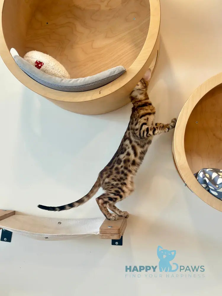 Kiwin Bengal male black spotted tabby live animals