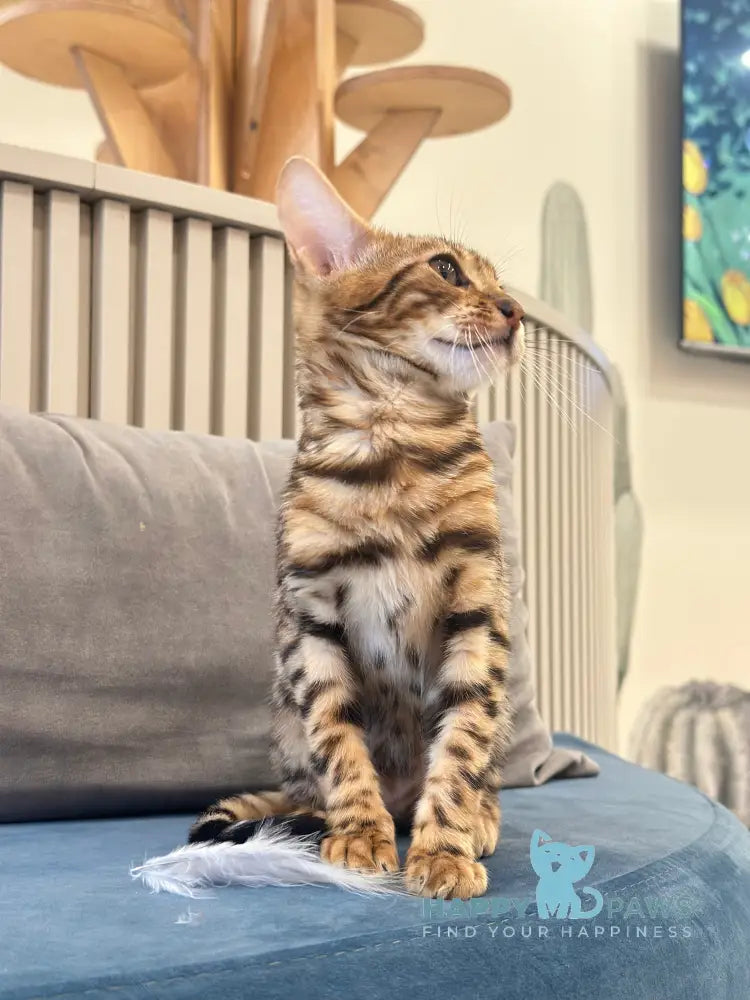 Kiwin Bengal male black spotted tabby live animals