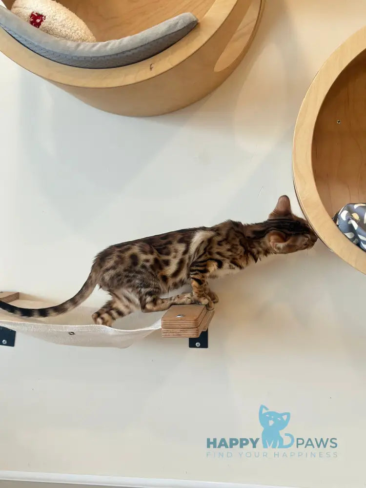 Kiwin Bengal male black spotted tabby live animals