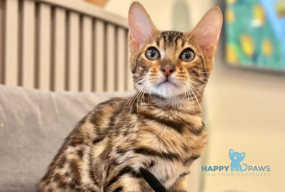 Kiwin Bengal male black spotted tabby live animals