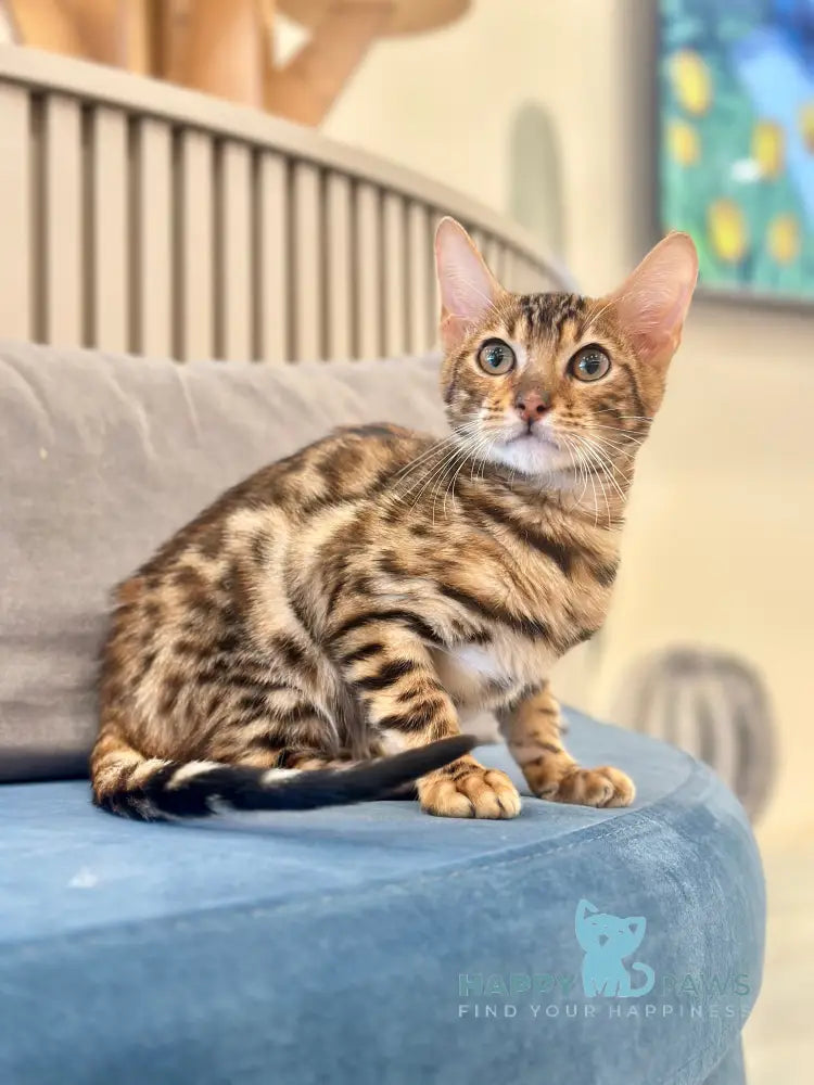 Kiwin Bengal male black spotted tabby live animals