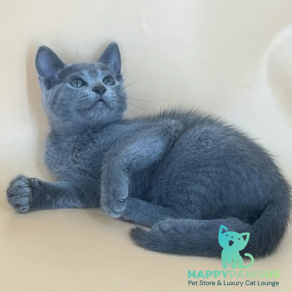 Klair Russian Blue female blue - live animals