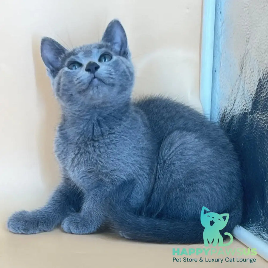 Klair Russian Blue female blue - live animals
