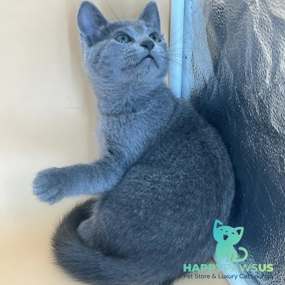 Klair Russian Blue female blue - live animals