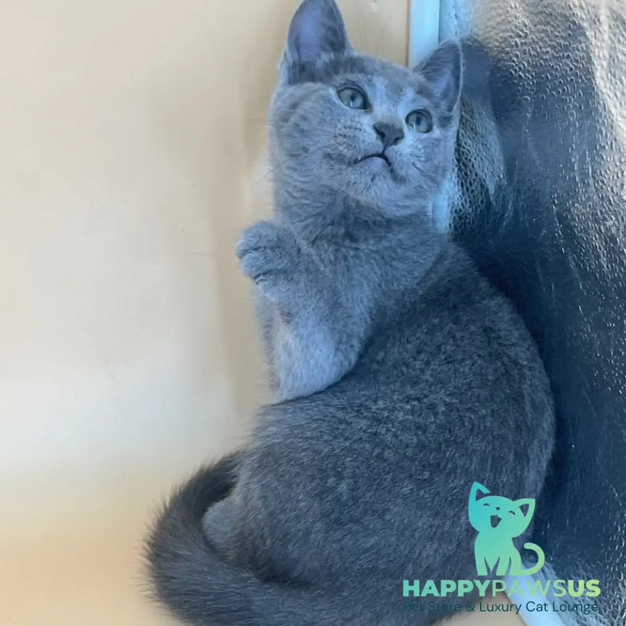 Klair Russian Blue female blue - live animals