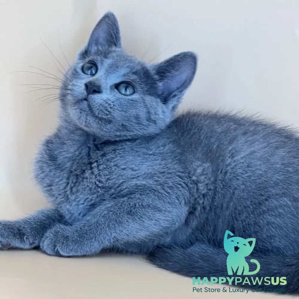 Klair Russian Blue female blue - live animals