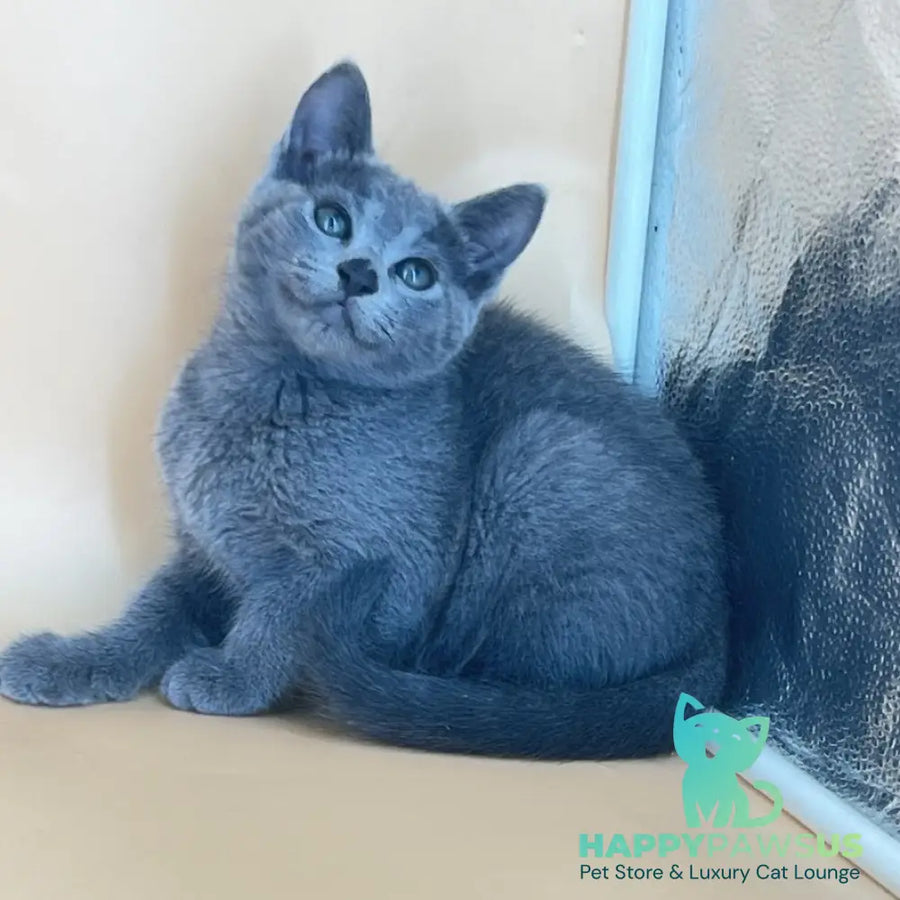 Klair Russian Blue female blue - live animals