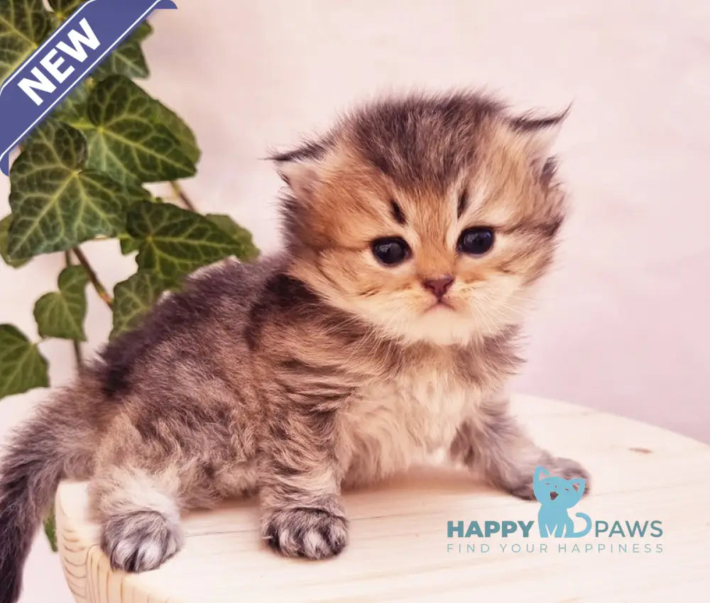 Klaus British Shorthair male black golden ticked tabby live animals