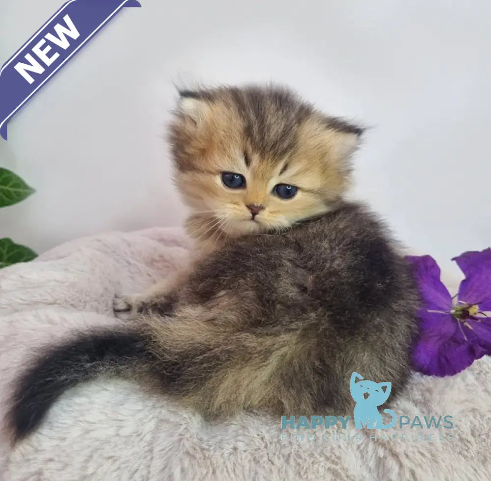Klaus British Shorthair male black golden ticked tabby live animals