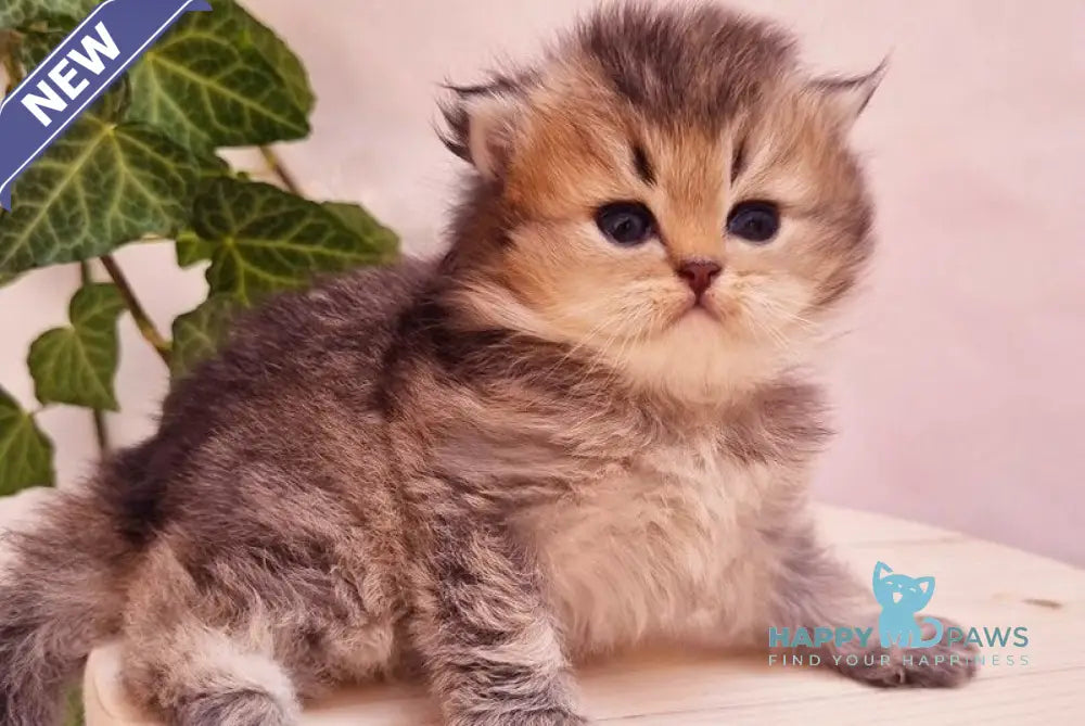 Klaus British Shorthair male black golden ticked tabby live animals