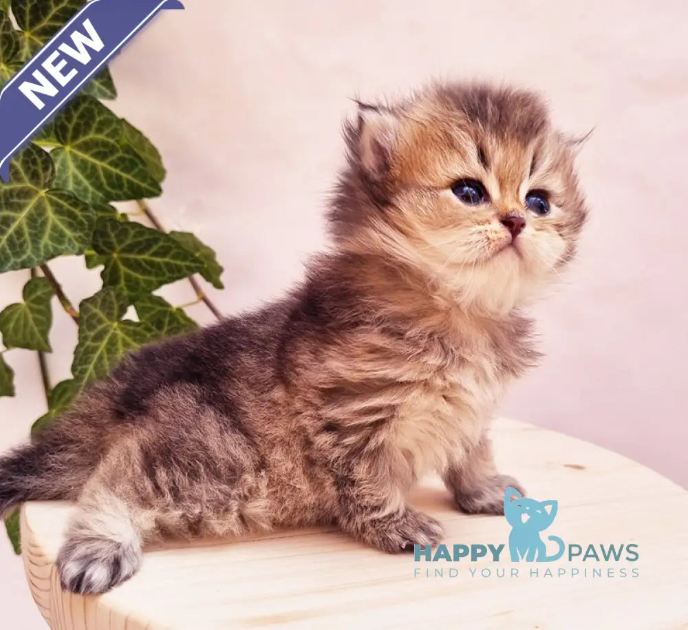 Klaus British Shorthair male black golden ticked tabby live animals