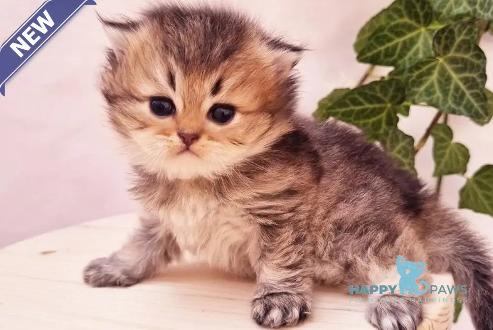 Klaus British Shorthair male black golden ticked tabby live animals