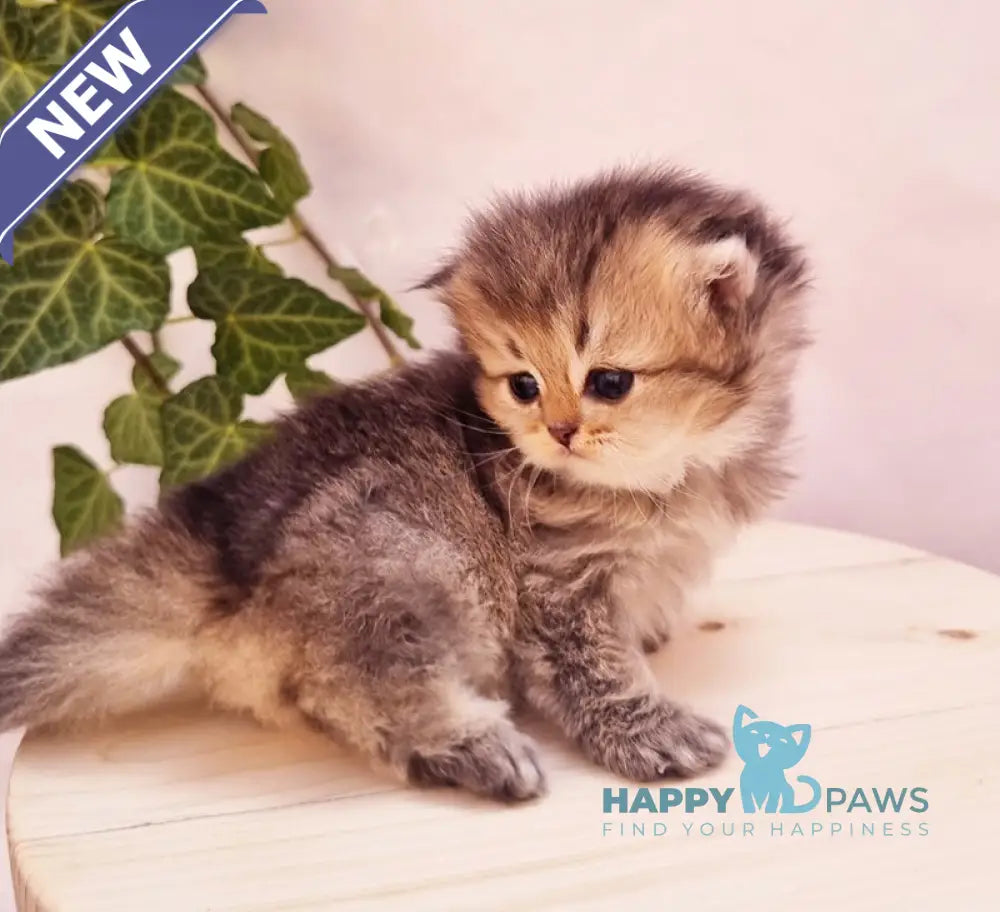 Klaus British Shorthair male black golden ticked tabby live animals