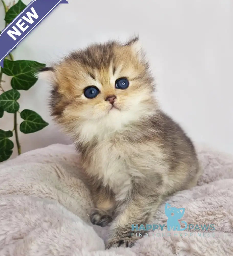 Klaus British Shorthair male black golden ticked tabby live animals