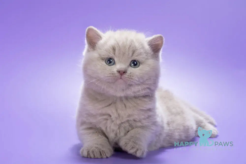 Klaus British Shorthair male lilac live animals