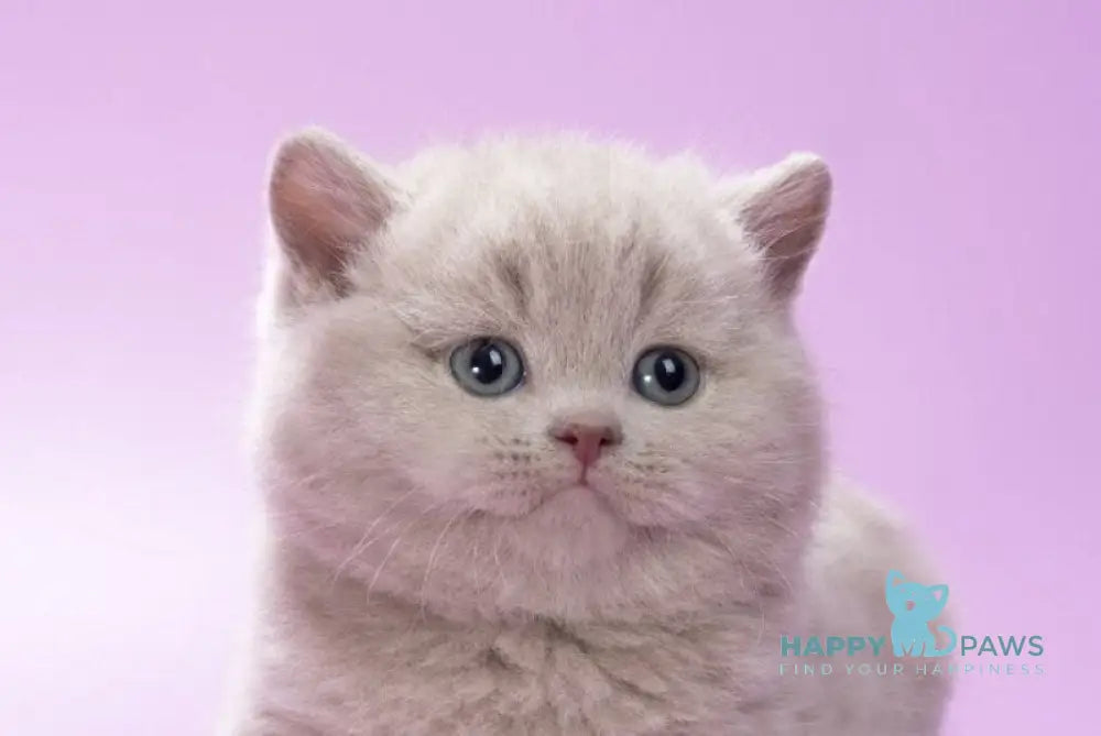 Klaus British Shorthair male lilac live animals
