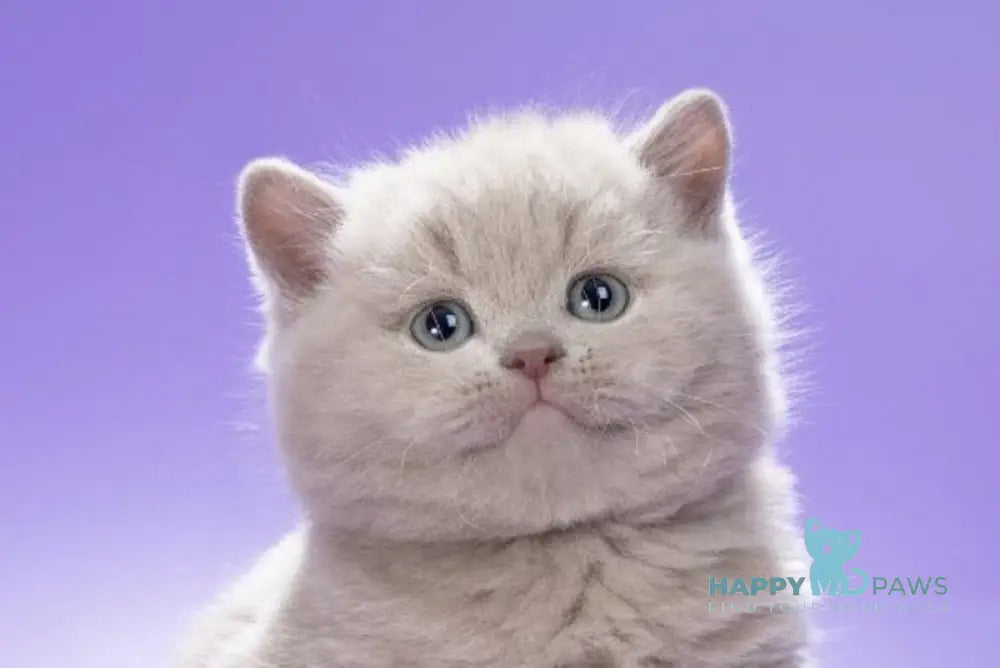 Klaus British Shorthair male lilac live animals