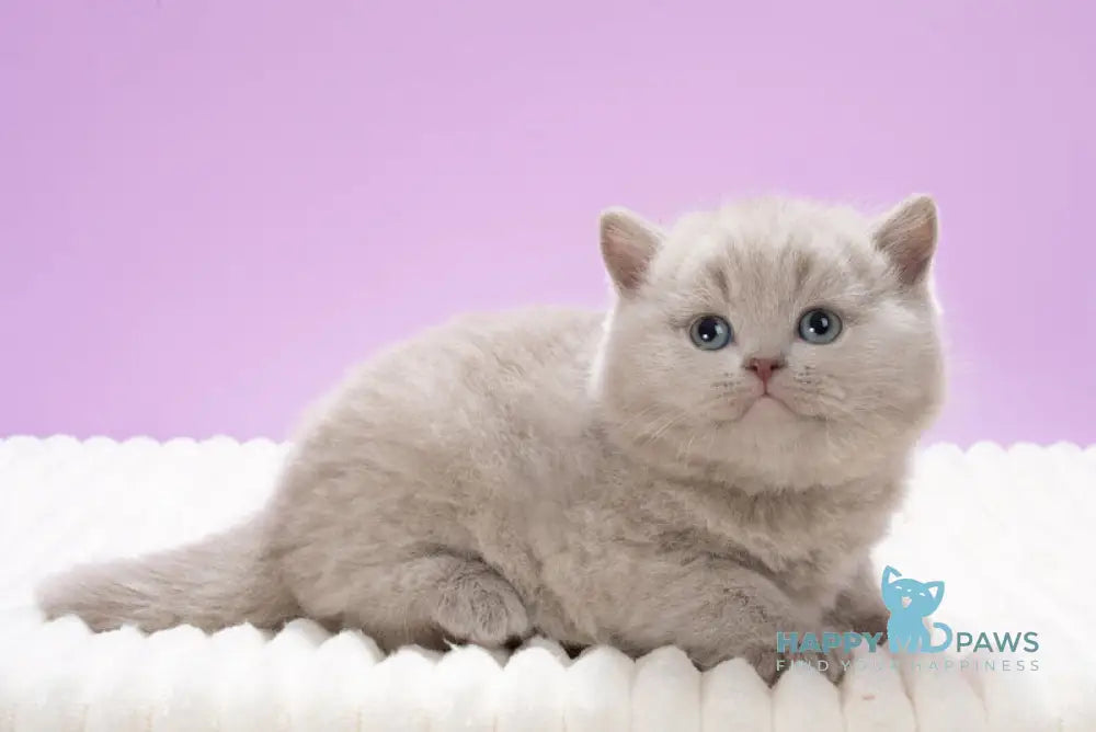 Klaus British Shorthair male lilac live animals