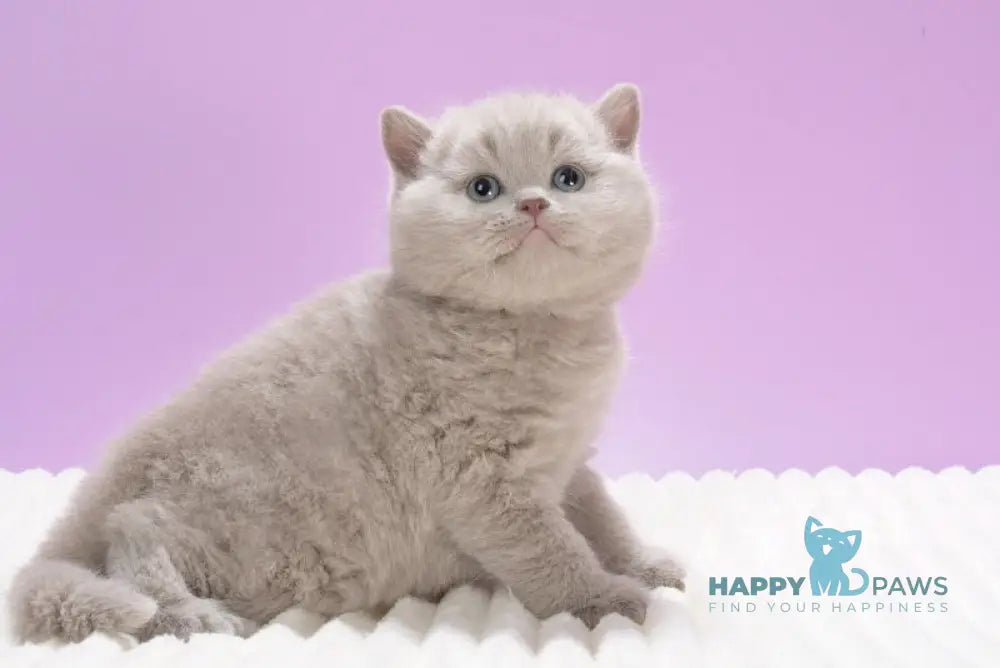 Klaus British Shorthair male lilac live animals