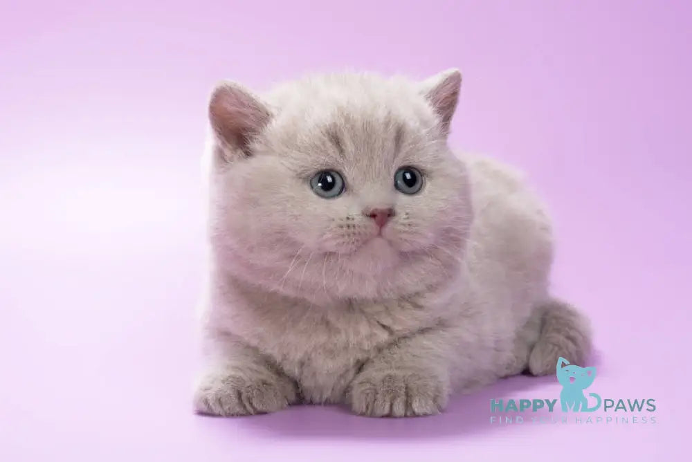 Klaus British Shorthair male lilac live animals