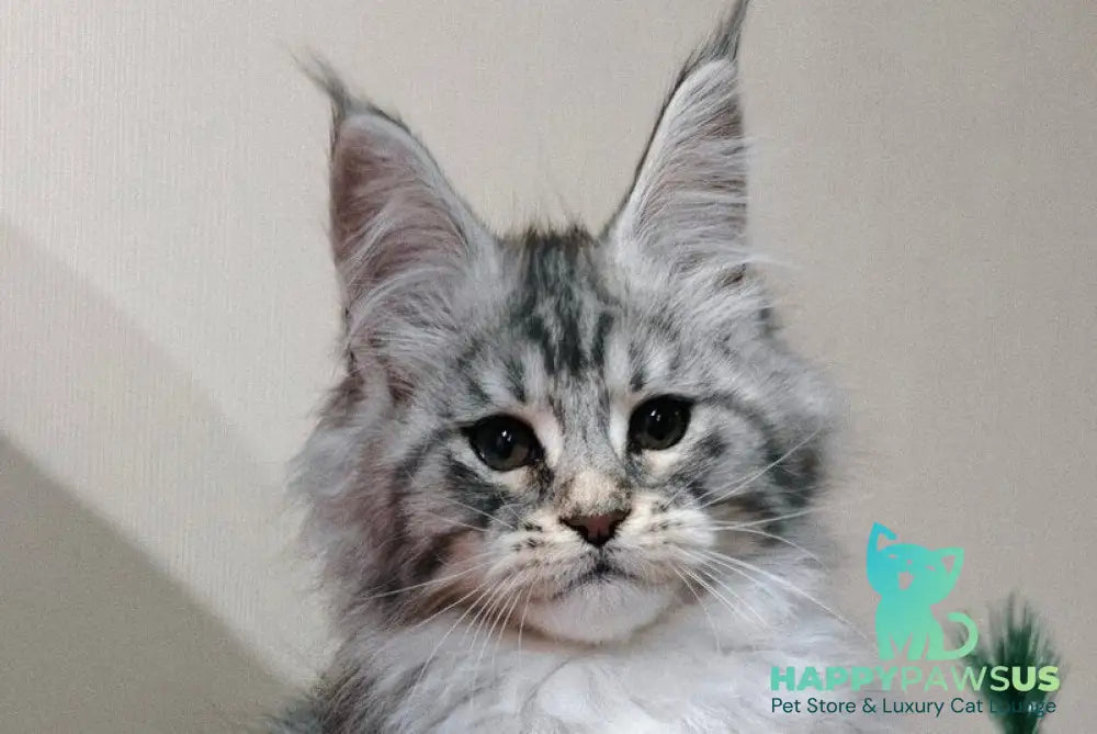 Klaus Maine Coon male black silver tabby with white live animals