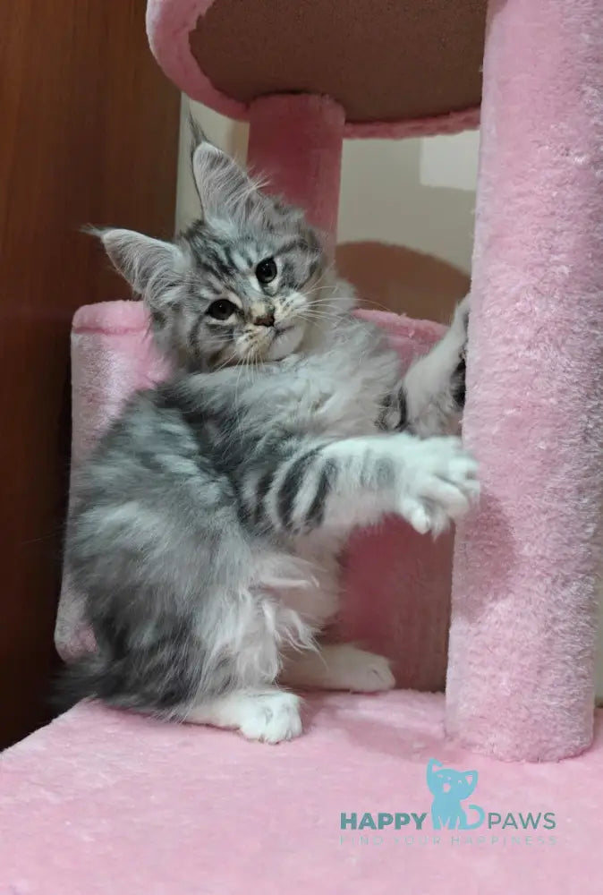 Klaus Maine Coon male black silver tabby with white live animals