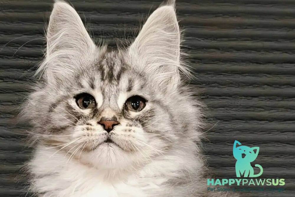 Klaus Maine Coon male black silver tabby with white live animals