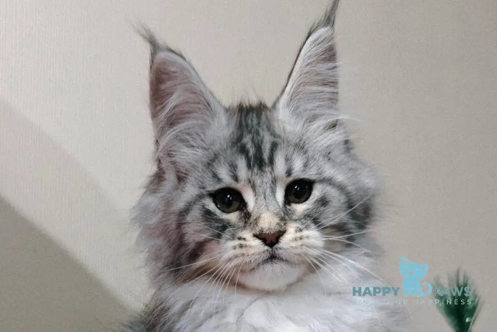 Klaus Maine Coon male black silver tabby with white live animals