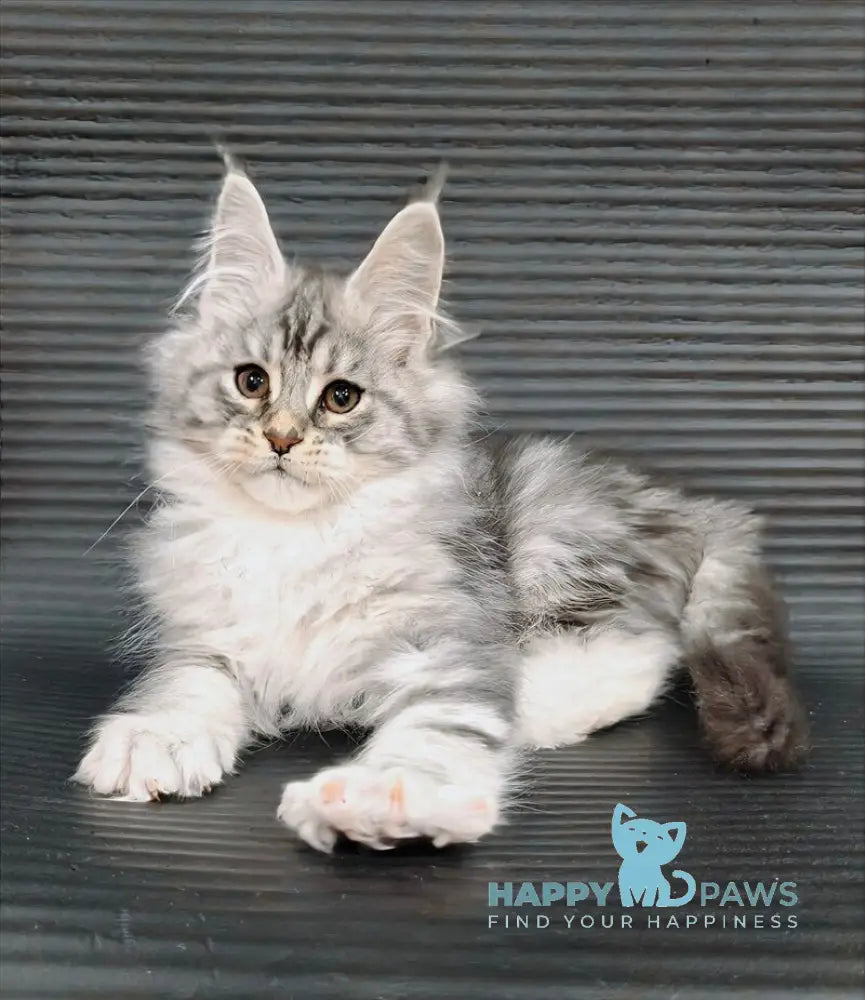 Klaus Maine Coon male black silver tabby with white live animals