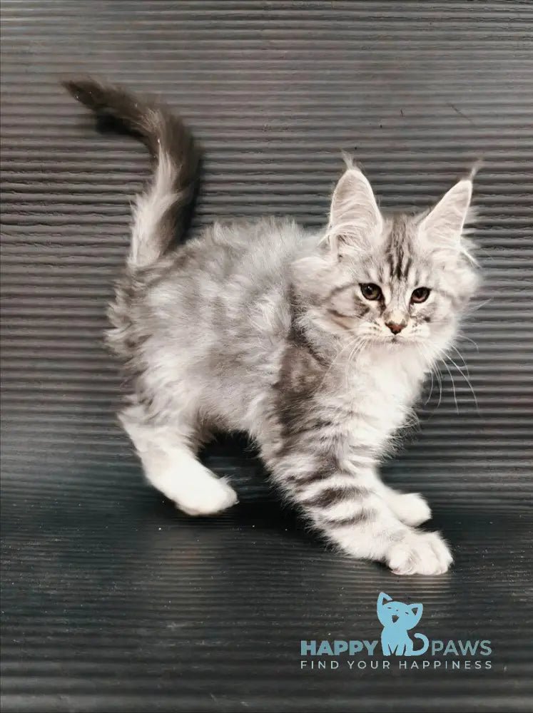 Klaus Maine Coon male black silver tabby with white live animals