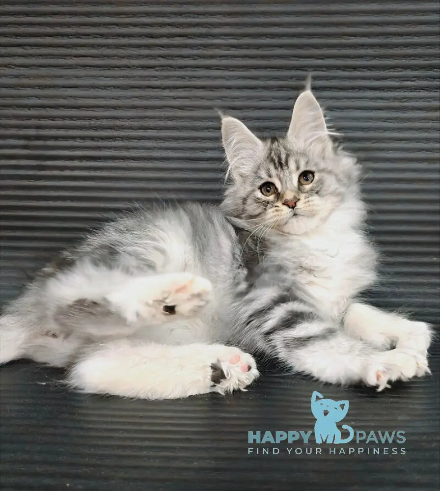 Klaus Maine Coon male black silver tabby with white live animals