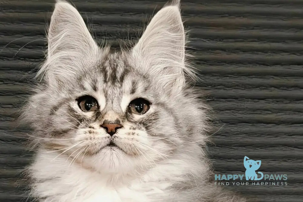 Klaus Maine Coon male black silver tabby with white live animals